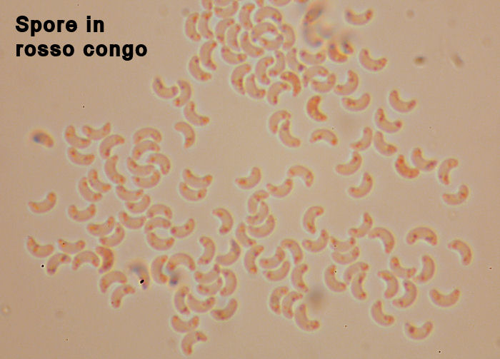 Skeletocutis vulgaris (Fries) Niemel & Y.C. Dai